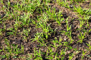 Young water convolvulus in vegetable patch