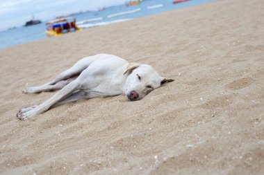 Kumsalda uyuyan bir köpek..