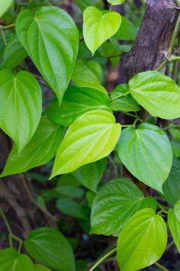 Bahçede yeşil betel yaprakları