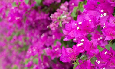 Beautiful bougainvillea flowers with green leaves