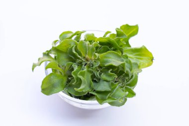 Crystal ice plant on white background.