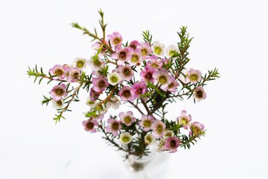 Beyaz arkaplanda pembe beyaz balmumu çiçeği.