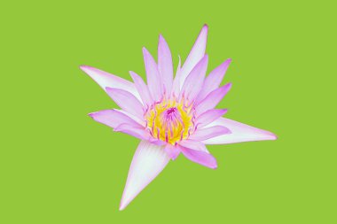 Beautiful pink water lily. Lotus flower on green background.