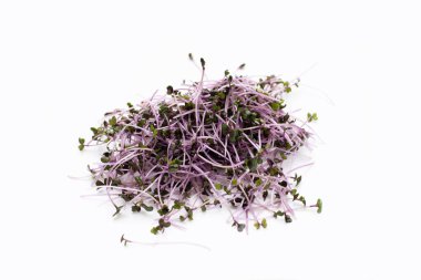 Organic red cabbage sprouts on white background.