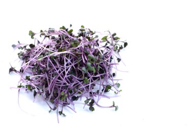 Beyaz arka planda organik kırmızı lahana filizleri.