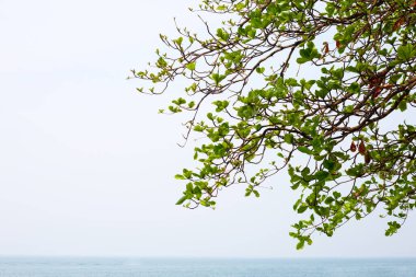 Deniz ve mavi gökyüzü olan ağaç