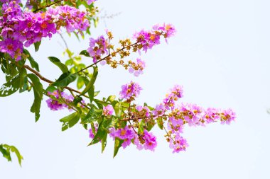 Inthanin bok ağacı çiçeği (Lagerstroemia makrocarpa var makrocarpa)