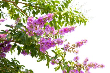 Inthanin bok ağacı çiçeği (Lagerstroemia makrocarpa var makrocarpa)