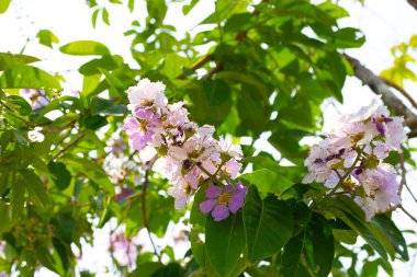 Inthanin bok ağacı çiçeği (Lagerstroemia makrocarpa var makrocarpa)