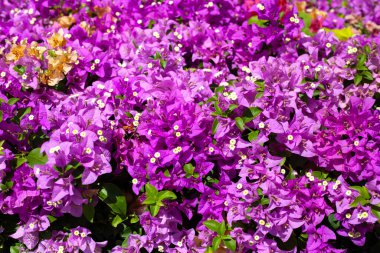 Beautiful bougainvillea flowers with green leaves