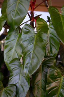 Philodendron majesty, beautiful black leaves
