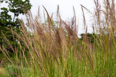 Vetiver grass flower in the park