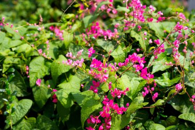 Meksikalı sürüngen, aşk zinciri, mercan sarmaşığı. Pembe çiçek