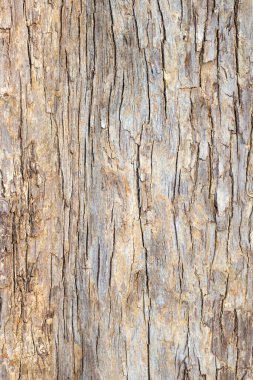 Tayland bungor ağacı (Lagerstroemia loudonii Teijsm ve Binn) ağaç gövdesi kabuğu