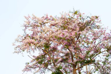 Tayland bungor ağacı (Lagerstroemia loudonii Teijsm ve Binn)