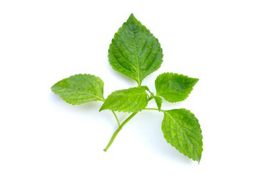Beyaz arkaplanda ağaç fesleğeni yaprakları (Ocimum gratissimum).