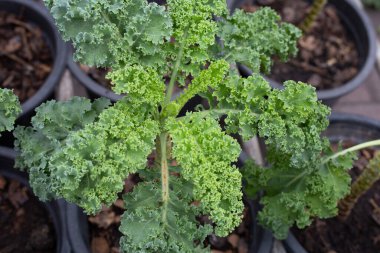 Taze organik yeşil lahana yaprakları.