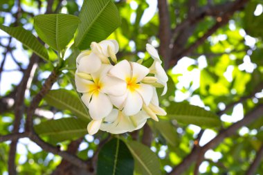 Plumeria or frangipani flower. Tropical tree