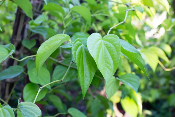 Green Leaves Betel Plant Garden — Stock Photo, Image