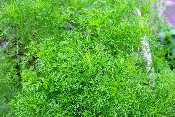 stock image Dog fennel (Eupatorium capillifolium) in the garden