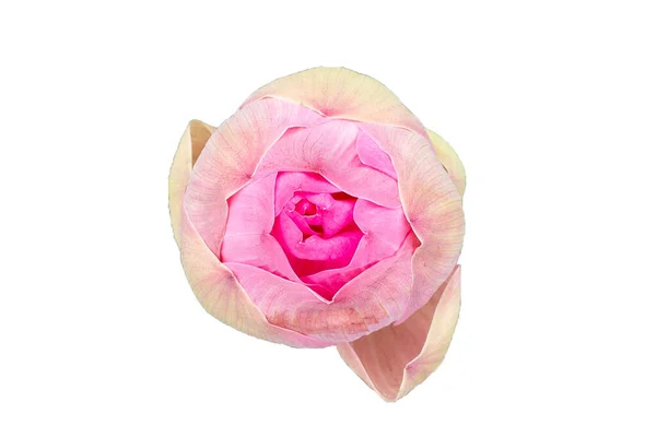 Beautiful Blooming Pink Lotus Flower White Background — Stock Photo, Image