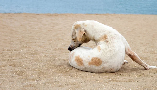 ビーチでリラックスしている犬 タイのパタヤ — ストック写真