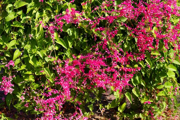 墨西哥爬虫 爱情之链 珊瑚藤 粉红花 — 图库照片
