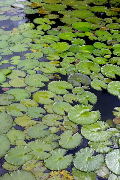 stock image Beautiful leavs of lotus flower