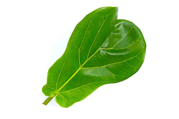 Ficus Lyrat Blatt Auf Weißem Hintergrund — Stockfoto