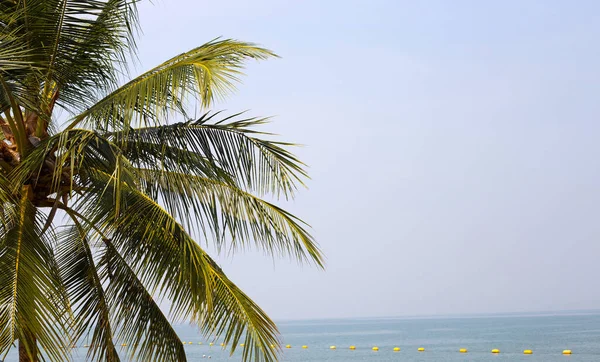 Кокосовые Пальмы Голубым Небом — стоковое фото