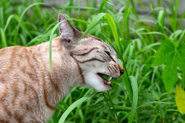 Gato Está Comiendo Hierba Jardín — Foto de Stock