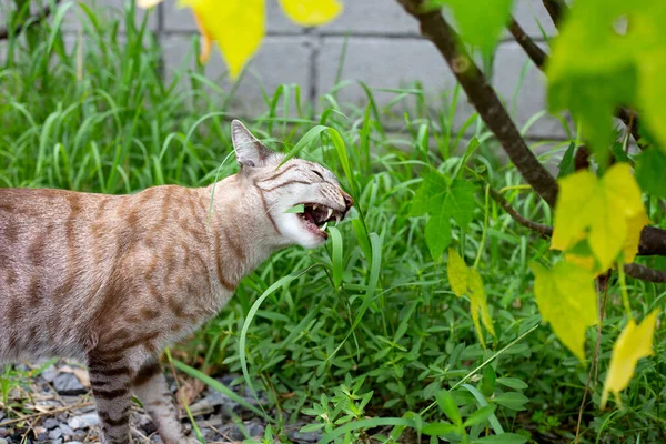 Gato Está Comiendo Hierba Jardín — Foto de Stock