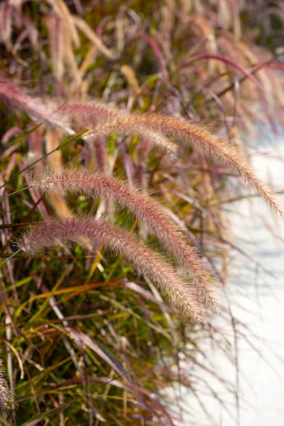 Fountain Grass Pennisetum Alopecuroides — Stok fotoğraf