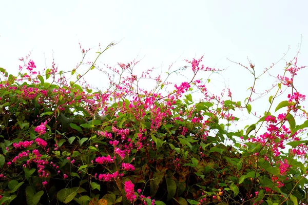 Μεξικάνικο Αναρριχητικό Φυτό Αλυσίδα Αγάπης Αμπέλι Κοράλ Ροζ Λουλούδι — Φωτογραφία Αρχείου