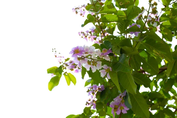 Inthanin Bok Tree Flower Lagerstroemia Macrocarpa Var Macrocarpa —  Fotos de Stock