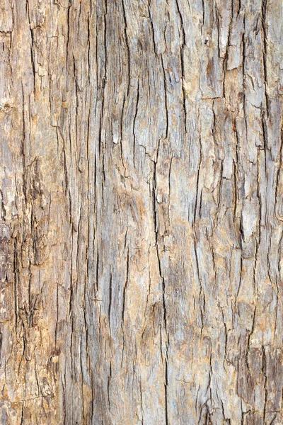 Thai Bungor Tree Lagerstroemia Loudonii Teijsm Binn Bark Tree Trunk — Stock Photo, Image
