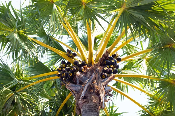 Palmeira Açúcar Com Fruto — Fotografia de Stock