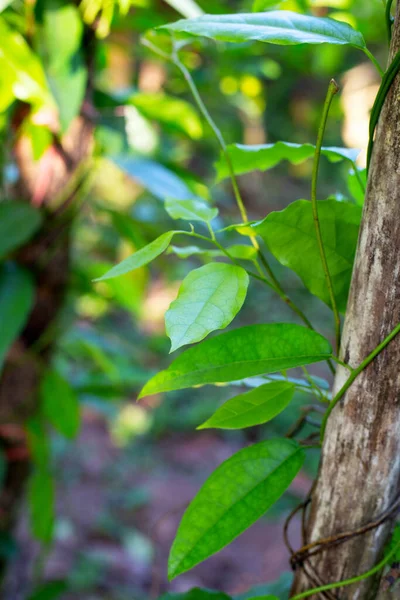 stock image Tiliacora triandra leaves. Green leaf herb