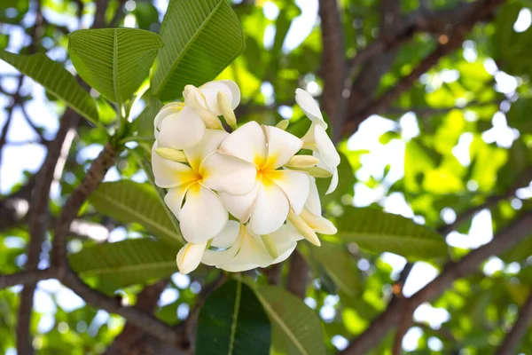 Plumeria Frangipani Flower Тропическое Дерево — стоковое фото