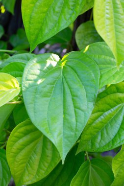 Bahçede yeşil betel yaprakları