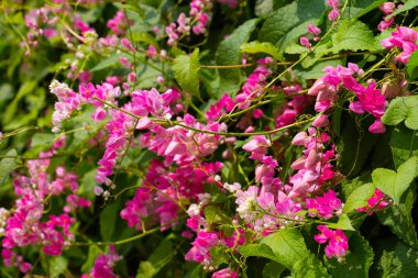 Meksikalı sürüngen, aşk zinciri çiçek, mercan asması.