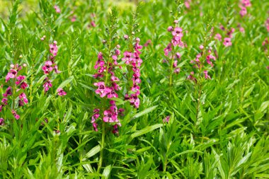 Beautiful angelonia goyazensis benth in the park