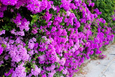 Beautiful bougainvillea flowers with green leaves