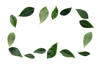 Yeşil yasemin yaprağından yapılmış çerçeve veya bahçe gardenyası, gerdenya çiçeği