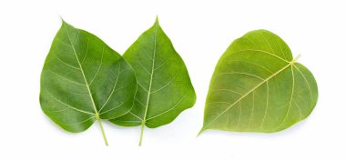 Beyaz arkaplanda yeşil bodhi yaprağı.