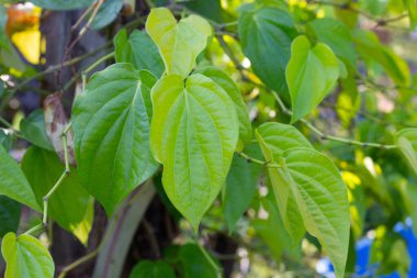 Bahçede yeşil betel yaprakları