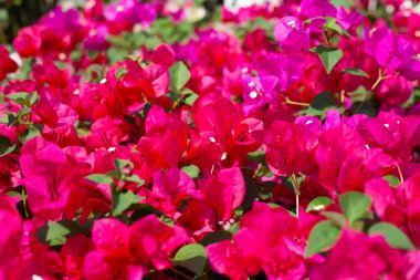 Beautiful bougainvillea flowers with green leaves