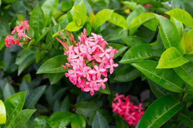 Bahçedeki ixora çiçeği
