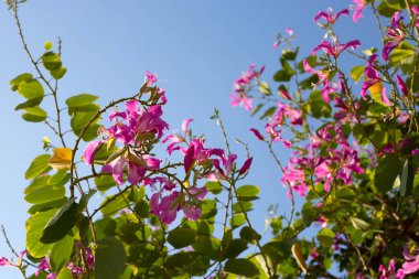 Bauhinia purpurea tree with pink flower
