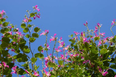 Bauhinia purpurea tree with pink flower